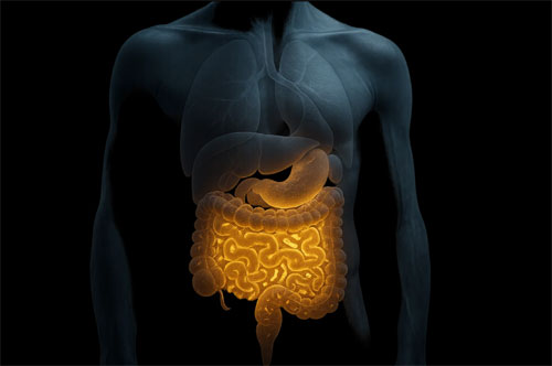 Gut Microbiome
