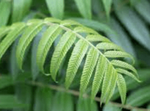 natural treatments